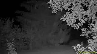 Fox Screaming At Night 2