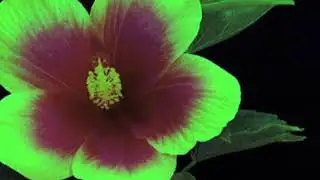 cool tony [lofi steve lacy - michael seyer - still woozy - clairo type beat]