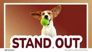 Stand Out with the Right Ingredients - Faravelli Animal Nutrition Division