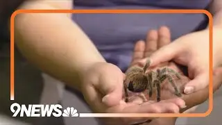 Butterfly Pavilion's Rosie the tarantula retiring from public handling