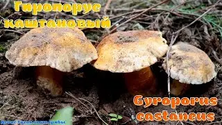 Гиропорус каштановый или Каштановый гриб | Gyroporus castaneus