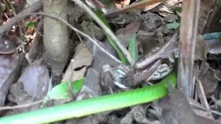 Green Vine Snake and his prey...