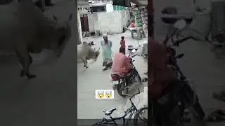 Wait for it bull attack man😱🤯 #trending #trendingshorts #rajasthan #attack #bull #cctv #dangerous