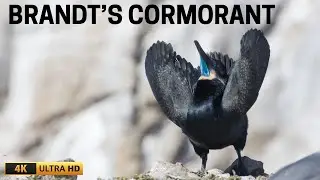 BRANDT'S CORMORANT | URILE PENICILLATUS | COURTSHIP | POINT LOBOS | BIRD ISLAND | WILDLIFE | NATURE