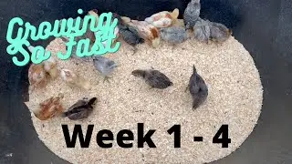 Chicks Growing Time Lapse Week 1 to 4