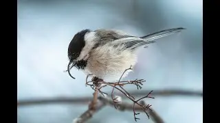 Beak deformities in wild birds: unraveling the mystery of avian keratin disorder