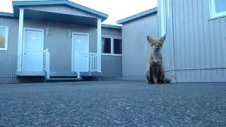 Feeding a wild fox teriyaki-style beef jerky [OC]