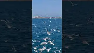 What is the name of this Birds#shorts #viral #short #trending# Qatar