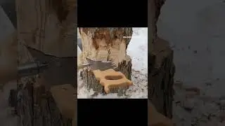 Dying Sugar  Maple Lynx one man saw, Council Hudson Bay axe profile
