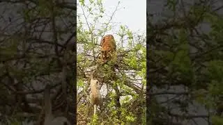 Tiger falls from the tree while chasing monkey