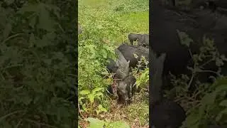 animals pigs  #pig #animals #pigging #nature#shorts