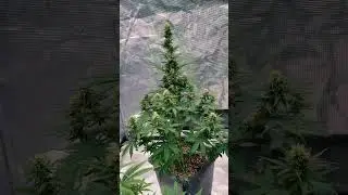 Trainwreck Auto. #NewGrower #cannabiscommunity #notforkids