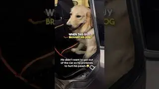 Собака симулирует травму, чтобы избежать визита к ветеринару 😂