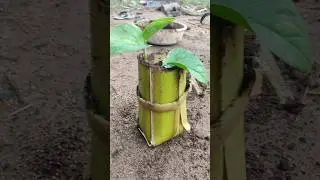 1 Minute Gardening Hack ⏱️ | வாழைத்தண்டு Planter 🌱 #shorts #short #gardenhacks #tricks #viral #tips