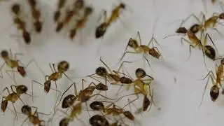 Ant injured leg &ndash; amputation behavior