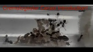 Crematogaster Cerasi Colony Introduction