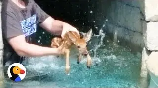 Baby Deer Crying Rescued TWICE from Pool | The Dodo