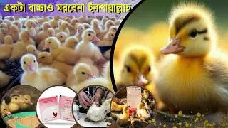 হাঁসের বাচ্চা পালন পরিচর্যা/ হাঁসের বাচ্চার ব্রুডিং,খাদ্য, ঔষধ,ভ্যাকসিন কখন কিভাবে দিবেন A টু Z।