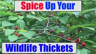 Spicebush Super Shrub for Songbirds Butterflies