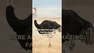 5 Amazing Facts about Ostriches🦩 #shorts #youtubeshorts #shortsviral