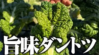 【日本中で食べてもらいたい】野菜のなかで旨味成分ダントツ１位はこの野菜