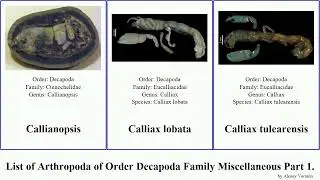 List of Arthropoda of Order Decapoda Family Miscellaneous Part 1. cymonomus shrimp elegans minuta