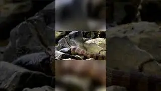 🐍Eating Time Of Snake shooting Short Video 🐍#RAYMEarth#Short#Youtubeshorts