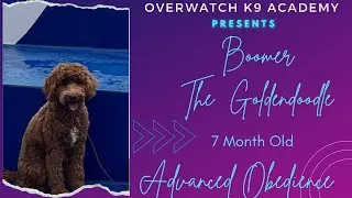 Boomer| 7 Month Old Goldendoodle| Advanced Obedience |Buckheaddogtrainers.com