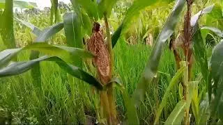 gagal panen jagung gara gara apa lihat selengkapnya