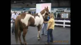 Equine Affaire Ohio - EquineIR - A Horse of a Different Color