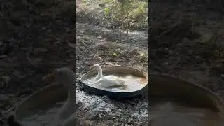 #duck #family #love #lovestatus #lovesong #bath #pets #cute #animals #funny #music #masti #home