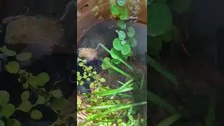 Mini pond setup with Guppies and Wodows.