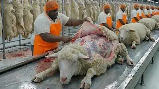 Transforming Sheep Fur Into Luxury Fashion: Inside the Factory Process (Full Process)