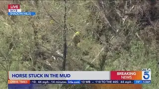 Firefighters try to free horse trapped in mud in Shadow Hills