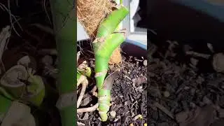 Monstera rescue update - we have LEAVES #MonsterRescue