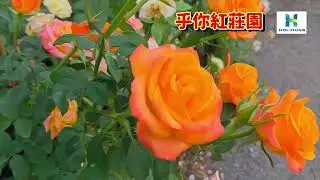 玫瑰花栽培成果分享，無農藥栽培的喲 ! 如何增加花苞量、如何讓花朵大又鮮豔?【乎你紅莊園】