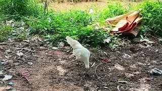 Beautiful white chicken 🐔🍗