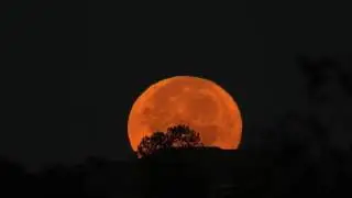 The 