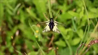 Ascalaphe soufr&eacute; (Libelloides coccajus)