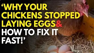 Why Your Chickens Stopped Laying Eggs & How to FIX It FAST!
