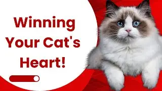 Pawsitive Connections: Winning Your Cat's Heart!