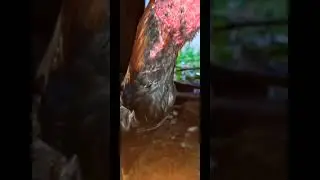 #New Aseel# beautiful #Rockstar🐓 #viral #video# shorts#