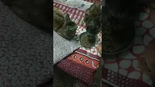 cat eat food | can cat eat take pedigree | cat take food | can cats eat pedigree dog food