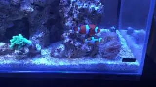 Mr & Ms. Clown in my Mr. Aqua 17.1