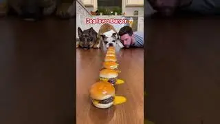why Dog Eat Burgers like this 😱