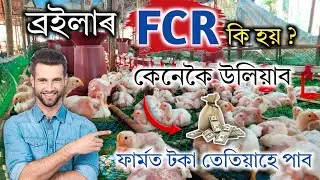 ব্ৰইলাৰ ৰ FCR কি হয় আৰু কেনেকৈ উলিয়াব || Cage Broiler Farming FCR Calculation Process in Assam