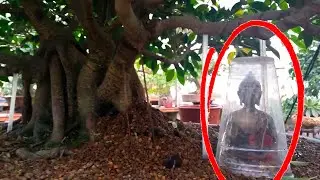 Creando ra&iacute;ces sobre buda en Bonsai mediante doble micro invernadero