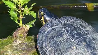 Yellow-bellied slider in North London - Invasive Turtle (Trachemys scripta scripta)