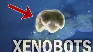 XENOBOTS | #xenobots | the worlds first ever living robot frogcells frogdna worldsfirstlivengmachine