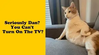 50 Pics Of Malfunctioning Cats That Made People Wonder &ldquo;What&rsquo;s Wrong With My Cat &rdquo;